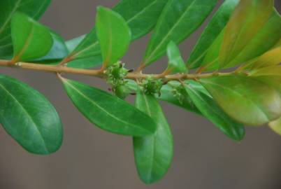 Fotografia da espécie Buxus vahlii