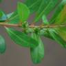 Fotografia 1 da espécie Buxus vahlii do Jardim Botânico UTAD