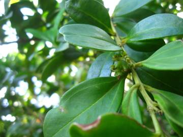 Fotografia da espécie Buxus vahlii