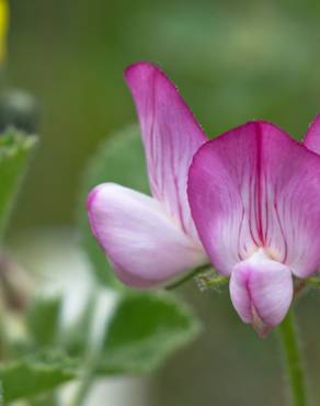 Fotografia 1 da espécie Ononis rotundifolia no Jardim Botânico UTAD