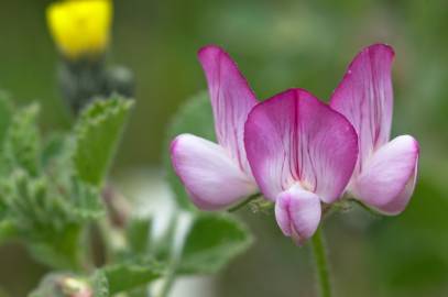 Fotografia da espécie Ononis rotundifolia