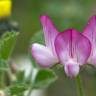 Fotografia 1 da espécie Ononis rotundifolia do Jardim Botânico UTAD