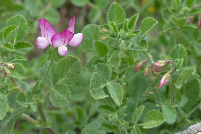 Fotografia da espécie Ononis rotundifolia