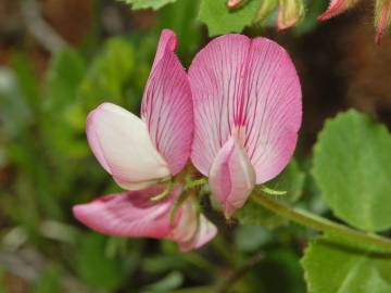 Fotografia da espécie Ononis rotundifolia