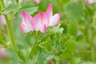 Fotografia da espécie Ononis rotundifolia