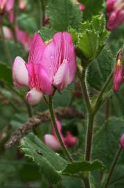 Fotografia da espécie Ononis rotundifolia