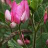 Fotografia 5 da espécie Ononis rotundifolia do Jardim Botânico UTAD