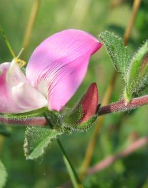 Fotografia 1 da espécie Ononis spinosa subesp. hircina no Jardim Botânico UTAD