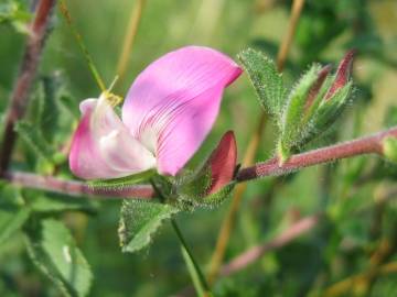 Fotografia da espécie Ononis spinosa subesp. hircina