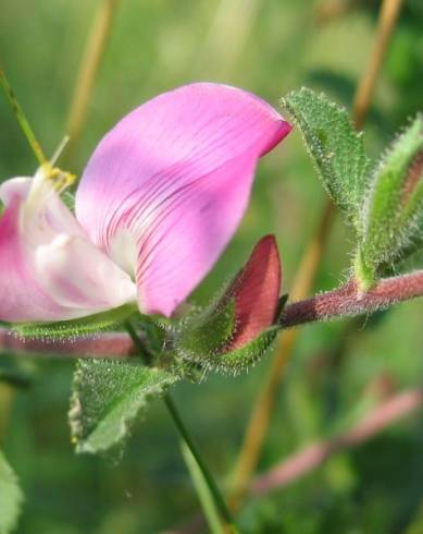 Fotografia de capa Ononis spinosa subesp. hircina - do Jardim Botânico