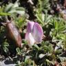 Fotografia 3 da espécie Ononis cristata do Jardim Botânico UTAD