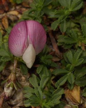 Fotografia 7 da espécie Ononis cristata no Jardim Botânico UTAD