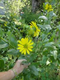 Fotografia da espécie Silphium asperrimum