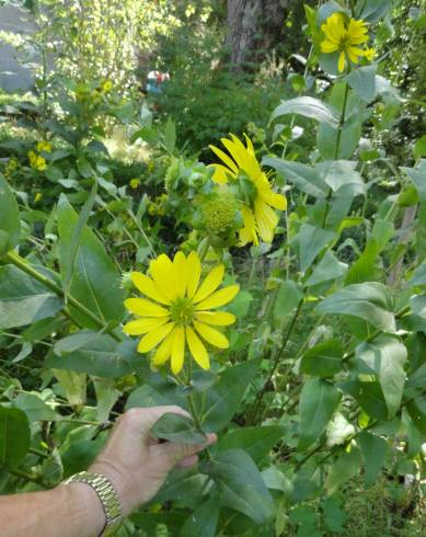 Fotografia de capa Silphium asperrimum - do Jardim Botânico