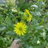 Fotografia 1 da espécie Silphium asperrimum do Jardim Botânico UTAD