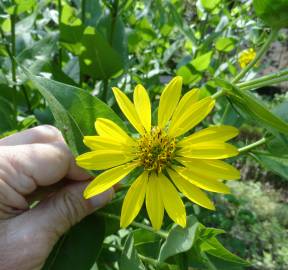 Fotografia da espécie Silphium asperrimum