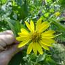 Fotografia 4 da espécie Silphium asperrimum do Jardim Botânico UTAD