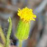 Fotografia 10 da espécie Senecio lividus do Jardim Botânico UTAD