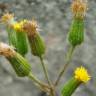 Fotografia 11 da espécie Senecio lividus do Jardim Botânico UTAD