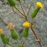 Fotografia 12 da espécie Senecio lividus do Jardim Botânico UTAD