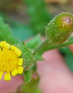 Fotografia 13 da espécie Senecio lividus no Jardim Botânico UTAD