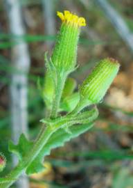 Fotografia da espécie Senecio lividus