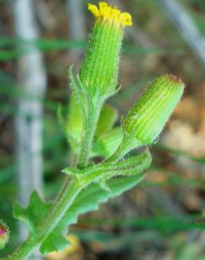 Fotografia 14 da espécie Senecio lividus no Jardim Botânico UTAD