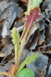 Fotografia da espécie Senecio lividus