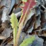 Fotografia 15 da espécie Senecio lividus do Jardim Botânico UTAD