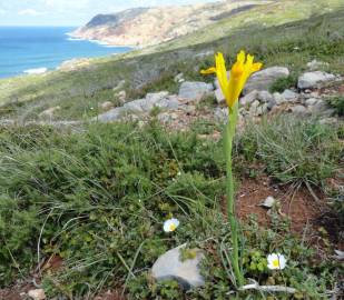 Fotografia da espécie Iris xiphium