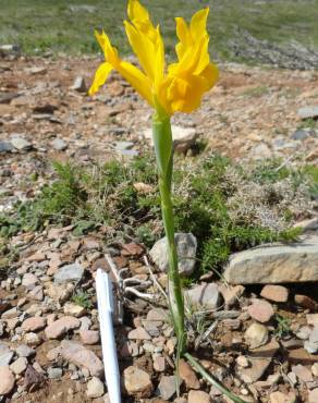 Fotografia 27 da espécie Iris xiphium no Jardim Botânico UTAD