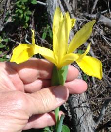 Fotografia da espécie Iris xiphium