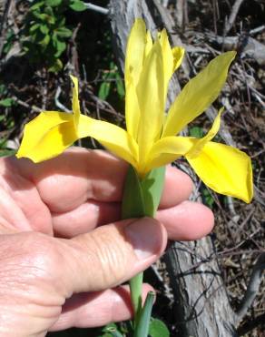 Fotografia 28 da espécie Iris xiphium no Jardim Botânico UTAD