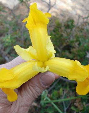 Fotografia 29 da espécie Iris xiphium no Jardim Botânico UTAD