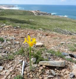 Fotografia da espécie Iris xiphium