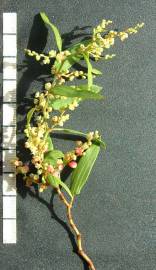 Fotografia da espécie Muehlenbeckia sagittifolia