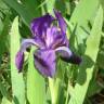 Fotografia 6 da espécie Iris subbiflora do Jardim Botânico UTAD