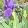 Fotografia 7 da espécie Iris subbiflora do Jardim Botânico UTAD