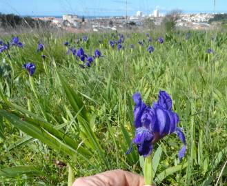 Fotografia da espécie Iris subbiflora