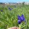 Fotografia 8 da espécie Iris subbiflora do Jardim Botânico UTAD