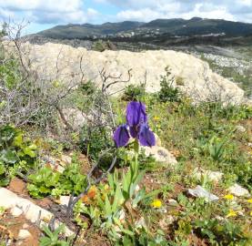 Fotografia da espécie Iris subbiflora