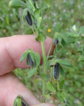 Fotografia 7 da espécie Ononis reclinata subesp. reclinata no Jardim Botânico UTAD