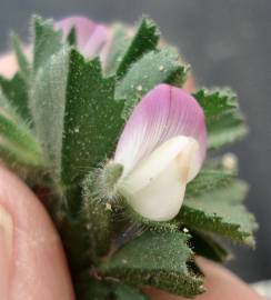 Fotografia da espécie Ononis reclinata subesp. reclinata