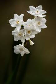 Fotografia da espécie Narcissus papyraceus