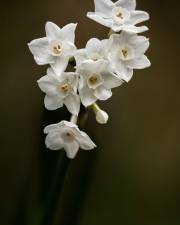 Fotografia da espécie Narcissus papyraceus