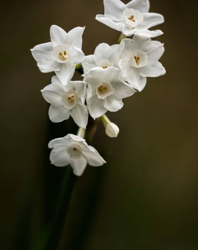 Fotografia de capa Narcissus papyraceus - do Jardim Botânico