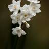 Fotografia 1 da espécie Narcissus papyraceus do Jardim Botânico UTAD