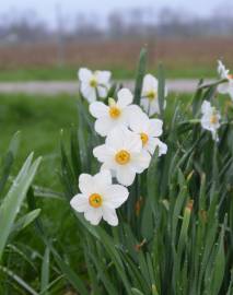 Fotografia da espécie Narcissus papyraceus