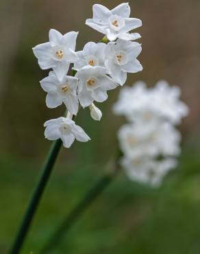 Fotografia 3 da espécie Narcissus papyraceus no Jardim Botânico UTAD