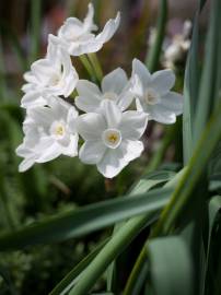 Fotografia da espécie Narcissus papyraceus